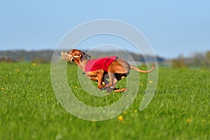 Running Hungarian Vizsla dog photo