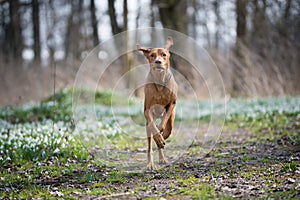 Running hungarian vizsla dog in snowdrops field in forest