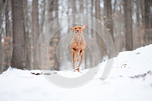 Running hungarian vizsla pointer dog on snow