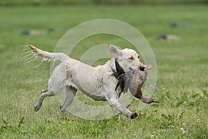 Running Hunting dog