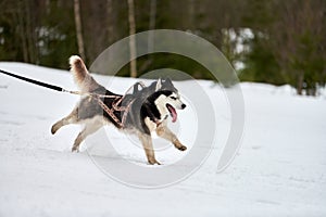 Running Husky dog on sled dog racing
