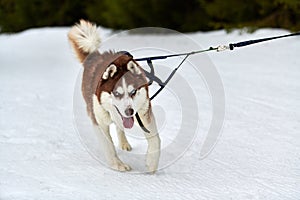 Running Husky dog on sled dog racing