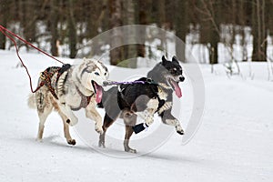 Running Husky dog on sled dog racing