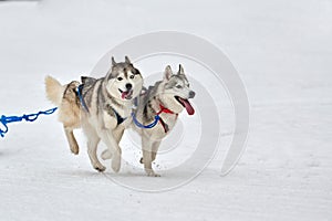 Running Husky dog on sled dog racing