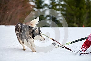 Running Husky dog on sled dog racing