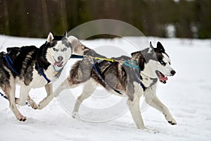 Running Husky dog on sled dog racing