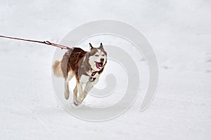 Running Husky dog on sled dog racing