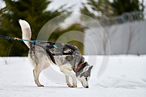 Running Husky dog on sled dog racing