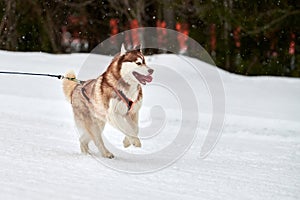 Running Husky dog on sled dog racing