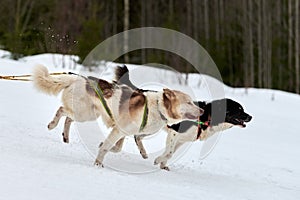 Running Husky dog on sled dog racing