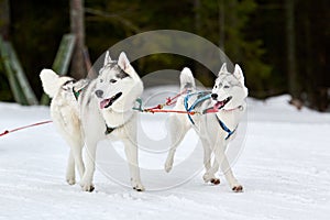 Running Husky dog on sled dog racing