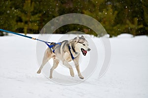 Running Husky dog on sled dog racing