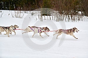 Running Husky dog on sled dog racing