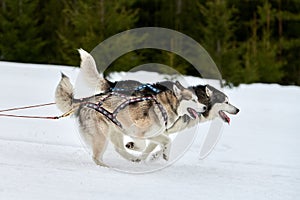 Running Husky dog on sled dog racing