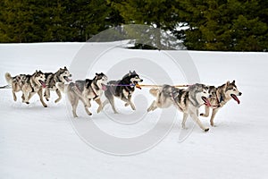 Running Husky dog on sled dog racing