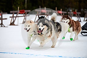 Running Husky dog on sled dog racing