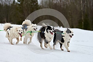 Running Husky dog on sled dog racing