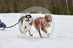 Running Husky dog on sled dog racing