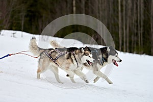 Running Husky dog on sled dog racing