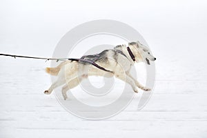 Running Husky dog on sled dog racing