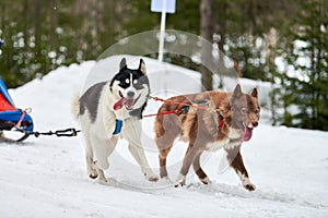 Running Husky dog on sled dog racing