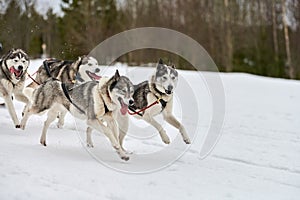 Running Husky dog on sled dog racing