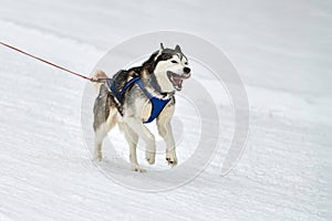 Running Husky dog on sled dog racing