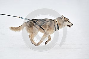 Running Husky dog on sled dog racing