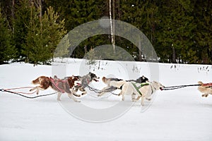 Running Husky dog on sled dog racing