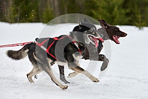 Running Husky and Pointer dog on sled dog racing