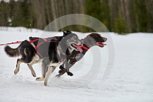Running Husky and Pointer dog on sled dog racing
