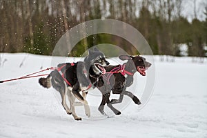 Running Husky and Pointer dog on sled dog racing