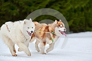 Running Husky and Samoyed dog on sled dog racing