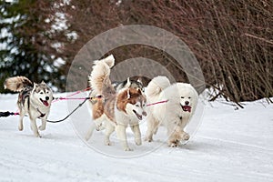 Running Husky and Samoyed dog on sled dog racing