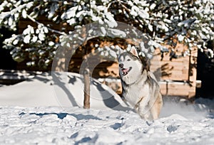 Running husky at snowy winter