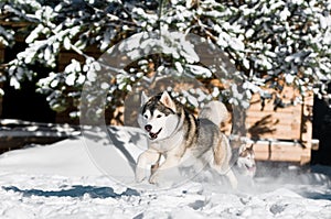 Running husky at snowy winter photo