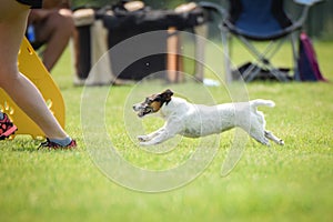 Running jack russel terier