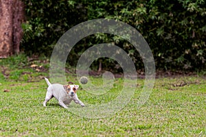 Running Jack Russell Terrier For Thrown Ball Aport