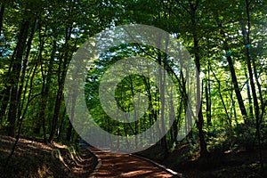 Running or jogging trail in the lush forest