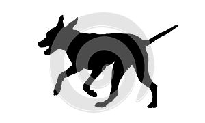 Running and jumping dalmatian dog puppy. Black dog silhouette. Pet animals. Isolated on a white background