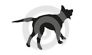 Running and jumping labrador retriever. Black dog silhouette. Isolated on a white background