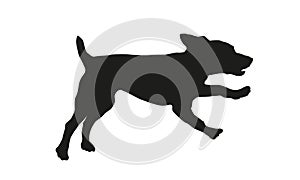 Running and jumping russian spaniel puppy. Black dog silhouette. Pet animals. Isolated on a white background