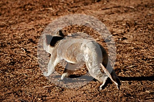 Running koala on dry ground