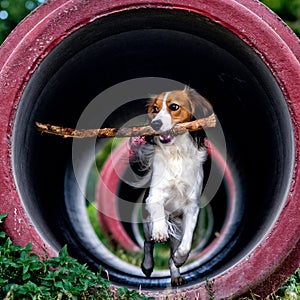 Running kooikerhondje dog with a stick