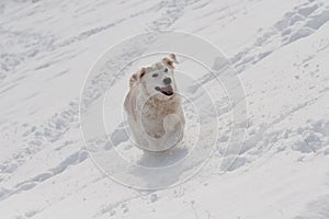 Running labrador