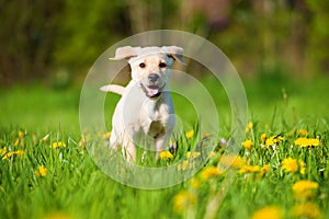 Running labrador puppy in a spring meadow