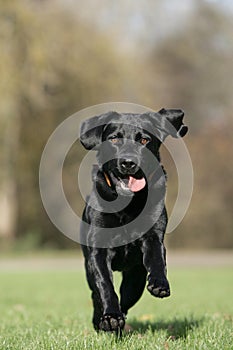 Running Labrador retriever dog