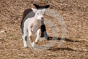 Running Lambs