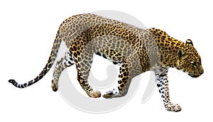 Running leopard photo