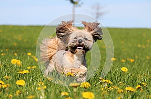 Running lhasa apso in the park